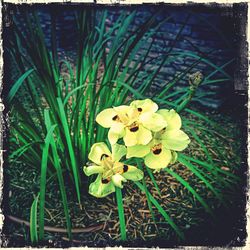 Close-up of flowers