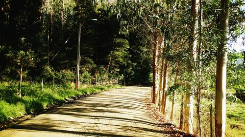 Bamboo trees in forest