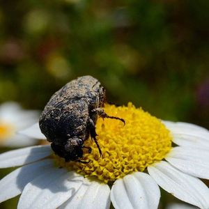 Close-up of bee pollinating on yellow flower