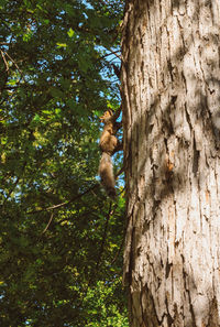 Low angle view of monkey on tree trunk