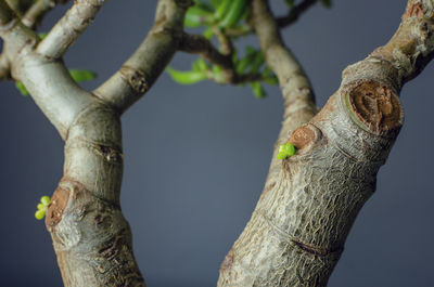 Low angle view of tree against sky