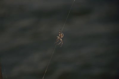 Close-up of spider web