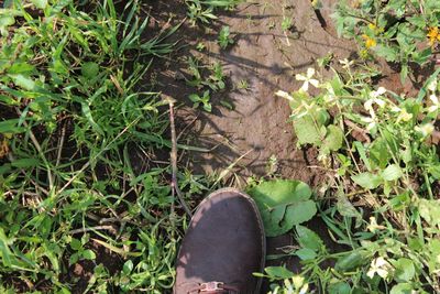 Plants growing on grassy field