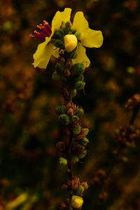 Close-up of yellow flowers