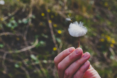 Close-up of hand holding dandelion against blurred background