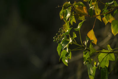 Close-up of plant growing outdoors