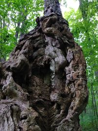 Low angle view of tree trunk in forest