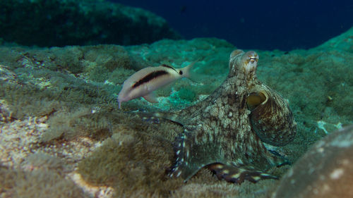 Close-up of fish swimming in sea