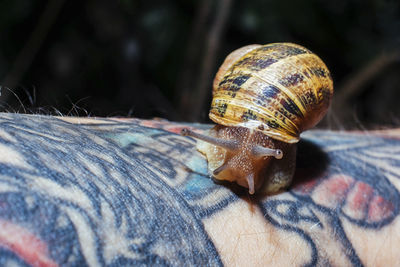 Close-up of snail
