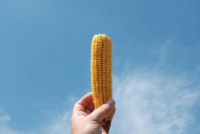 Cropped hand of man holding sweetcorn against sky