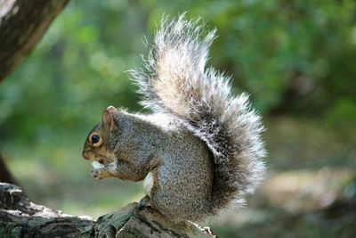 Close-up of squirrel on tree