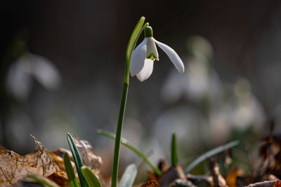 Close-up of white flowering plants