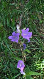 Close-up of purple flowers blooming in field