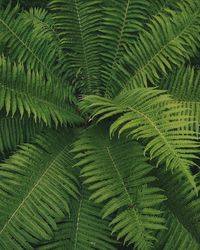 Full frame shot of green leaves