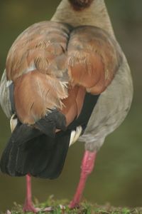 Close-up of bird perching outdoors