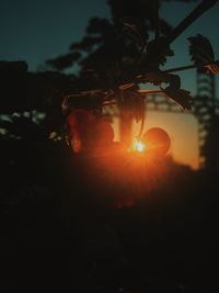Close-up of plants against sunset