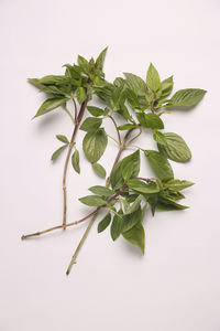 Directly above shot of leaves against white background