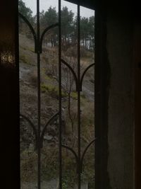 Plants seen through metal window