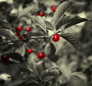 Close-up of cherries on tree
