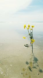 Close-up of yellow flowers against sea