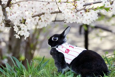 Close-up side view of a rabbit