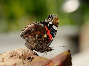 Close-up of butterfly perching on leaf