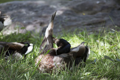 Ducks in a field