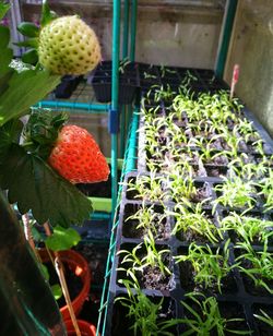 Close-up of fruits growing in potted plant