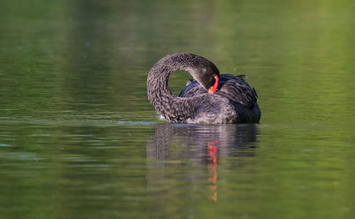 Birds in calm water