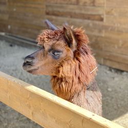 Close-up of a alpaca looking away