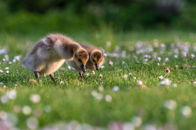 Sheep in a field