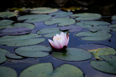 water lily