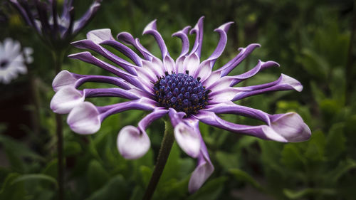 Close-up of purple flower blooming outdoors