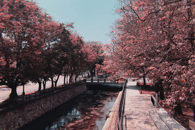 View of cherry trees along canal