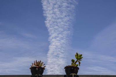 Low angle view of potted plant against sky