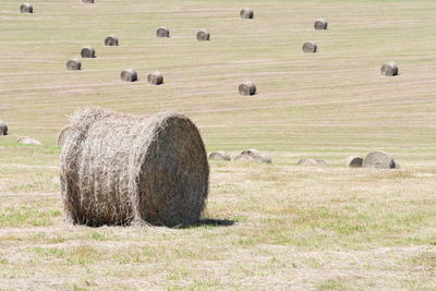 Hay bales on field