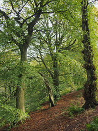 Trees in forest