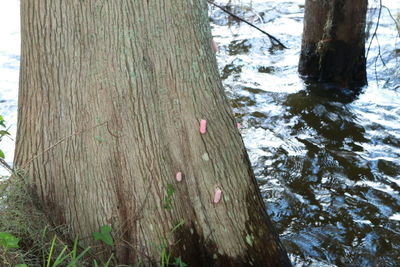 Close-up of tree trunk