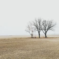 Bare trees on landscape against clear sky