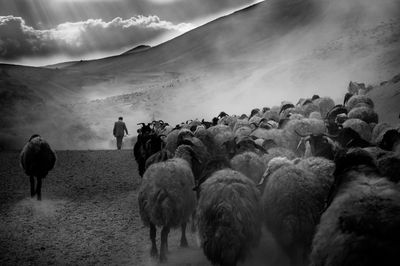 Flock of sheep walking on field