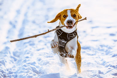 Beagle dog runs with a stick towards camera in a winter sunny day