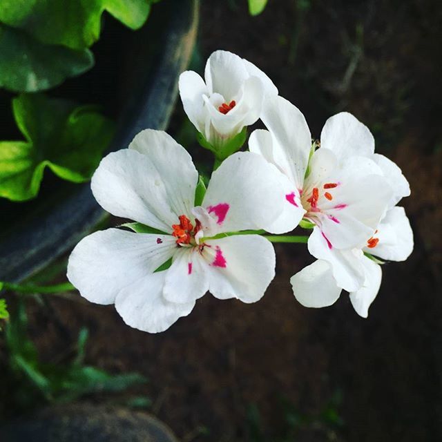 flower, freshness, petal, fragility, growth, white color, flower head, beauty in nature, close-up, focus on foreground, nature, blooming, stamen, in bloom, blossom, pollen, plant, white, botany, park - man made space