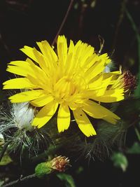 Close-up of yellow flower