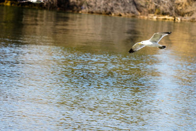 Seagulls flying over lake