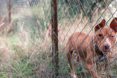 Portrait of an animal seen through fence