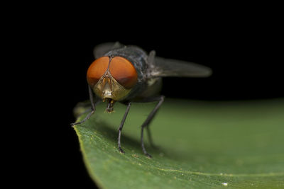 Close-up of insect on leaf