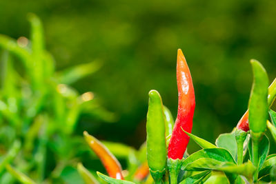 Close-up of red chili pepper plant