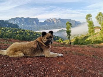 View of a dog on mountain