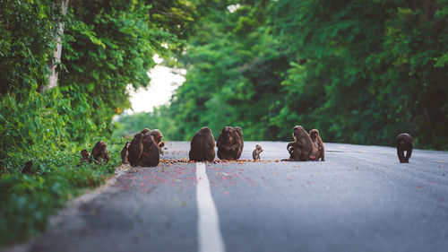 View of sheep on road