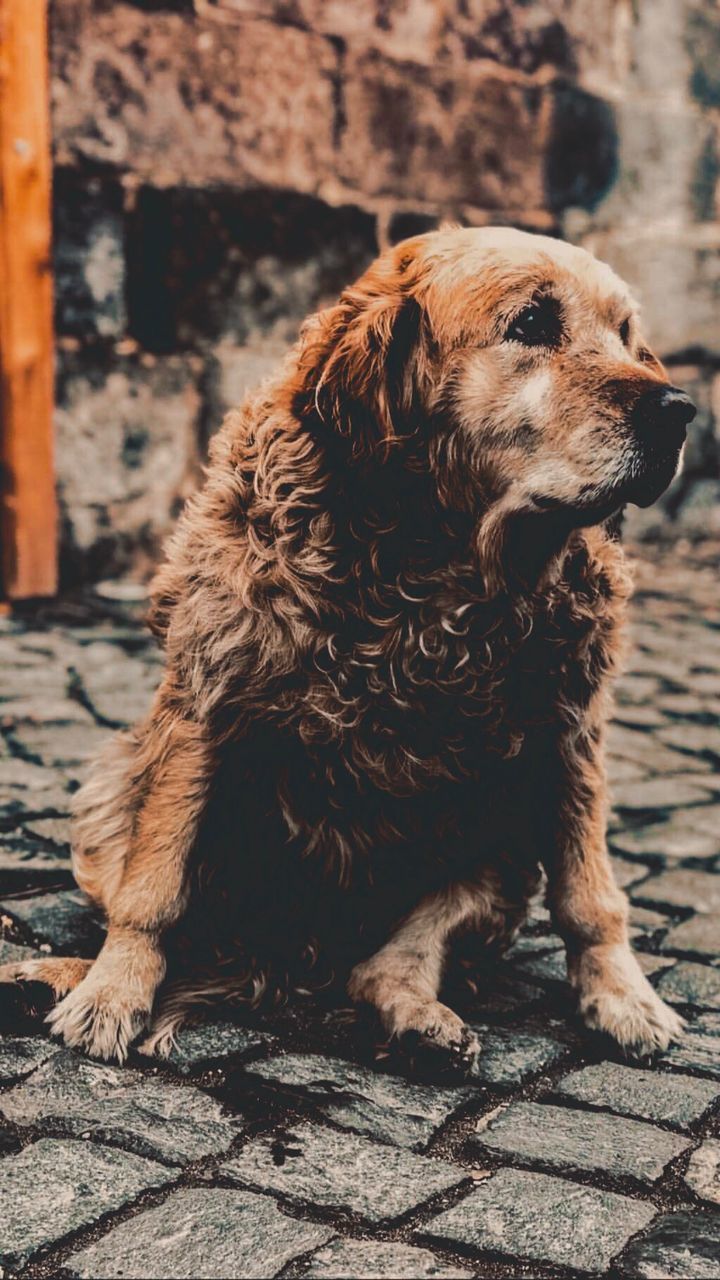 CLOSE-UP OF DOG LOOKING AWAY WHILE SITTING OUTDOORS